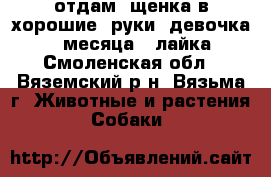 отдам  щенка в хорошие  руки  девочка  3  месяца   лайка - Смоленская обл., Вяземский р-н, Вязьма г. Животные и растения » Собаки   